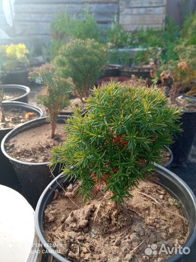 Хвойные для прекрасного сада