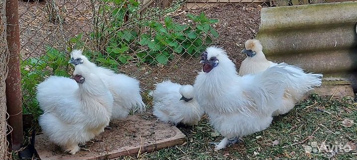 Куры кша семья 4+1