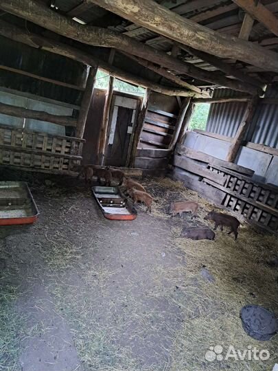 Дикие кабанчики