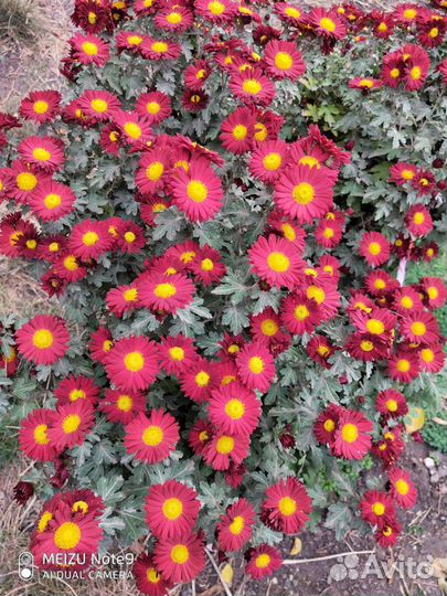 Хризантемы кусты