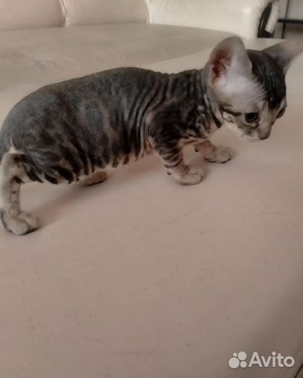 Донской сфинкс