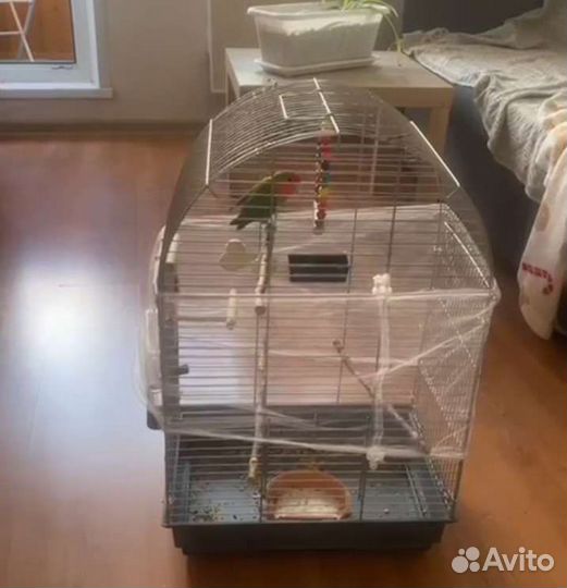 Попугай неразлучник с клеткой