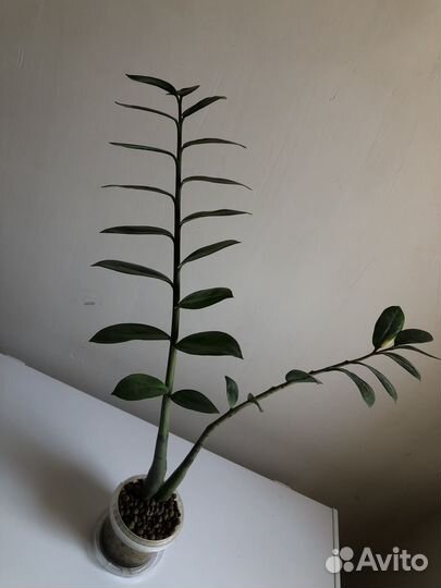 Замиокулькас