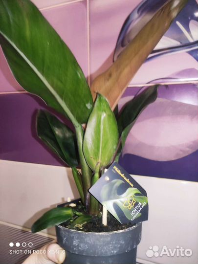 Филодендрон imperial ред