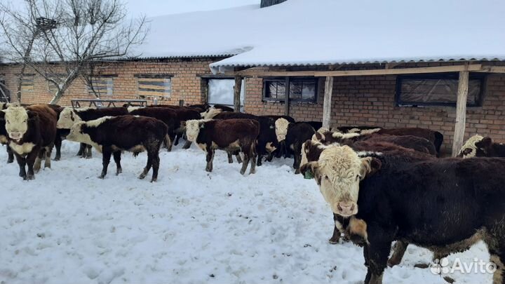 Тёлочки бычки герефорды