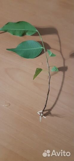 Фикус Бенжамина, укорененный черенок