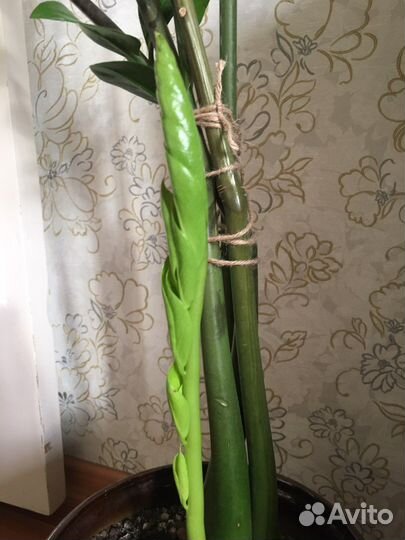 Замеокулькас