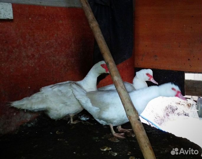 Селезни и утки