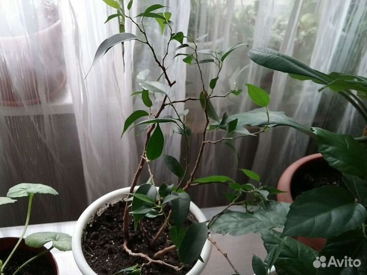 Комнатные цветы