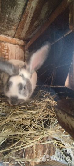 Голландский кролик