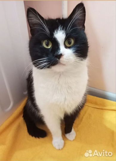 Котик ищет дом