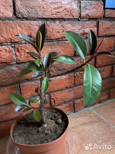 Фикус эластика Мелани