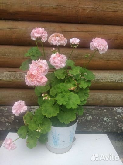 Герань пеларгония