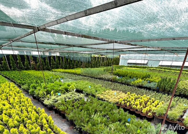 Туя в кассете/черенки туи