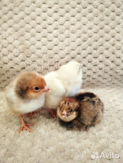 Куры цыплята