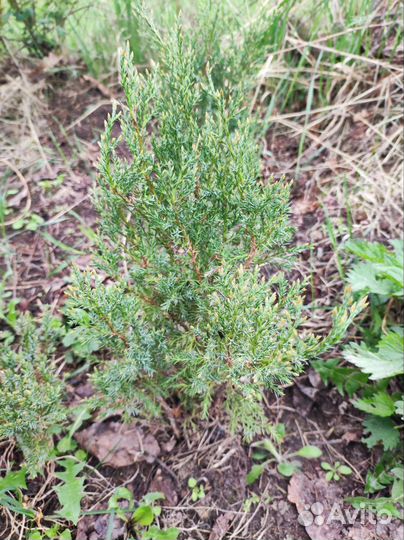 Растения для сада