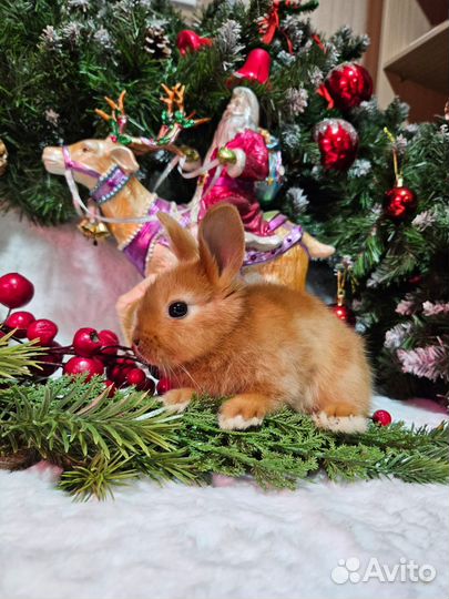 Кролики карликовые