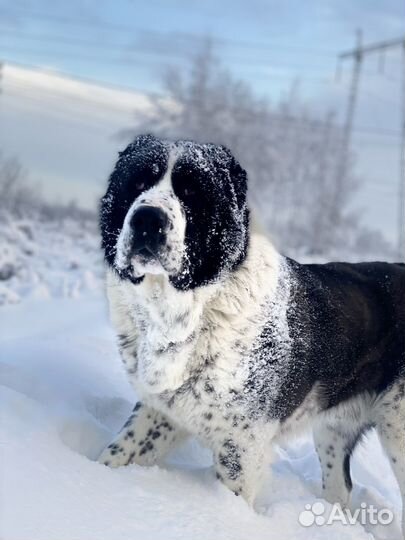 Вязка алабай