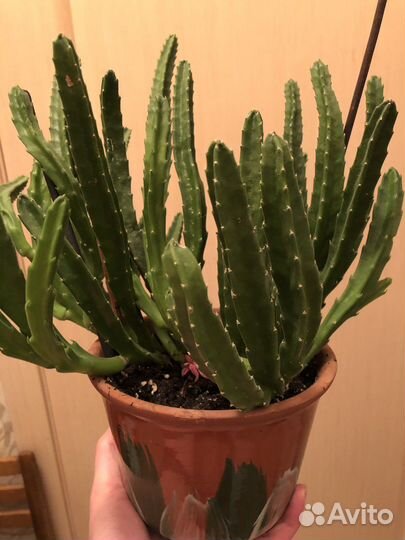 Цветущий кактус