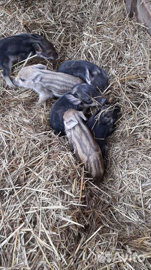 Венгерская мангалица