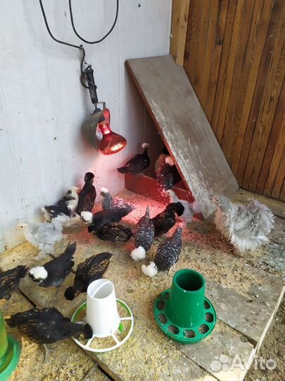 Молодняк птицы