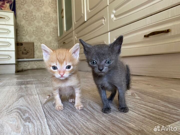 Кошка в дар бесплатно