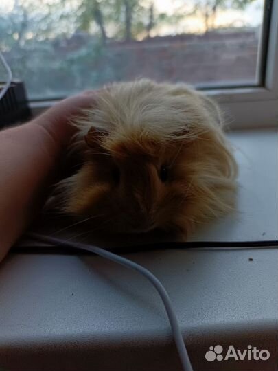 Морская свинка мальчик