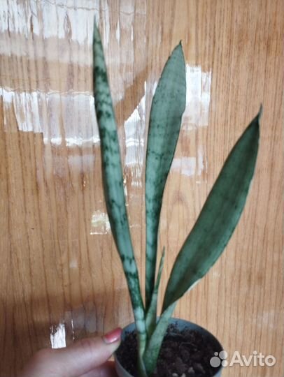 Сансевиерия