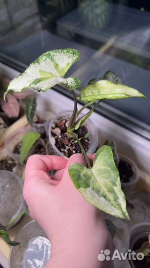 Сингониум Три Короля