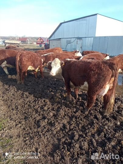 Коровы герефорд