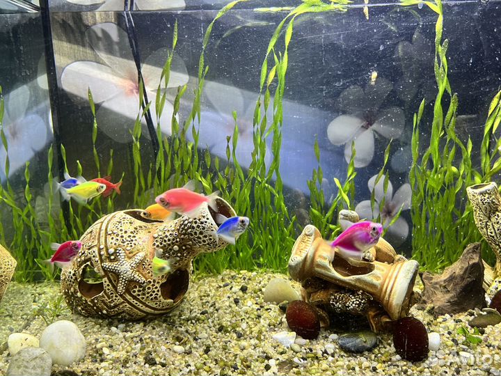 Аквариум с рыбками и декором