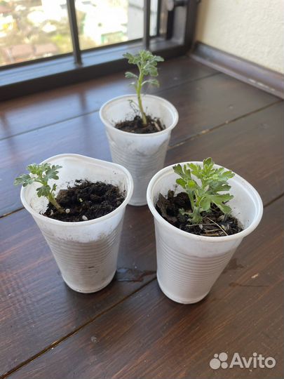 Цветы садовые и комнатные