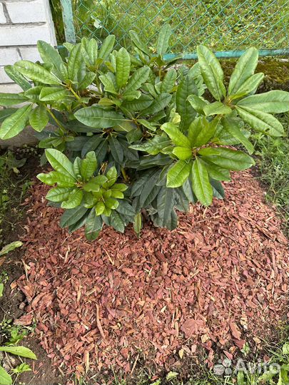 Кора ангарской лиственницы 1-3 см, 60 литров