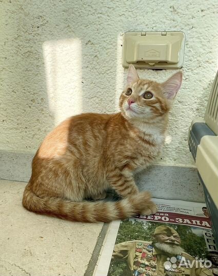 Рыжий котенок мальчик в добрые руки