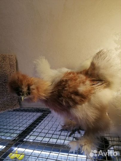 Петушки молодые китайские шелковые