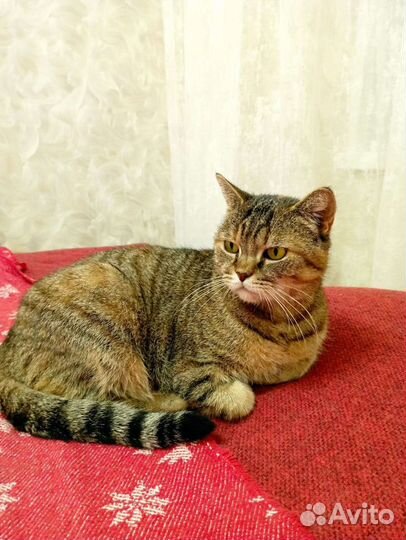 Шотландская кошка Мэри 3года привита стерилизована