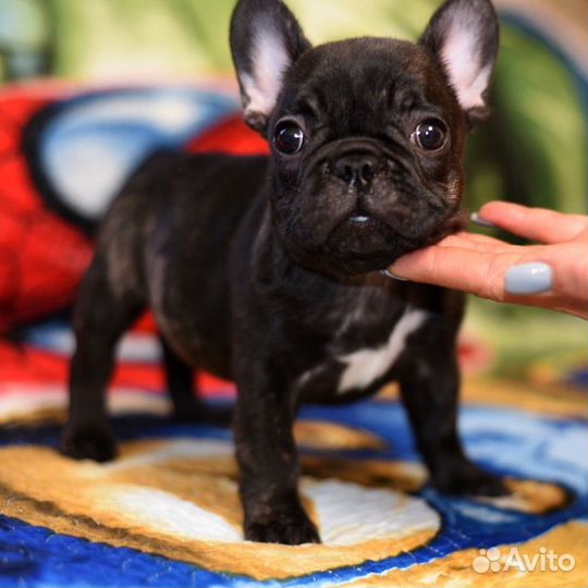 Французский бульдог щенки РКФ