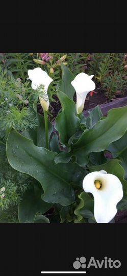 Садовые цветы и растения