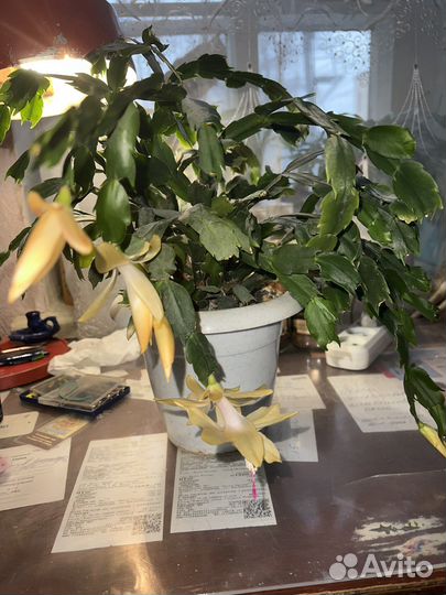 Цветок декабриста