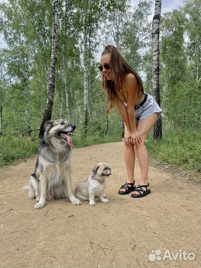 Специалист по поведению собак, кинолог