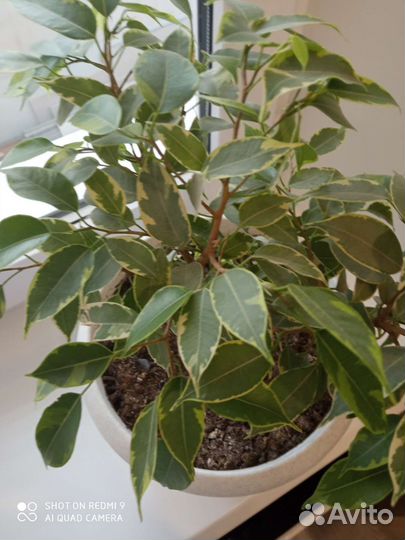 Фикус бенджамина