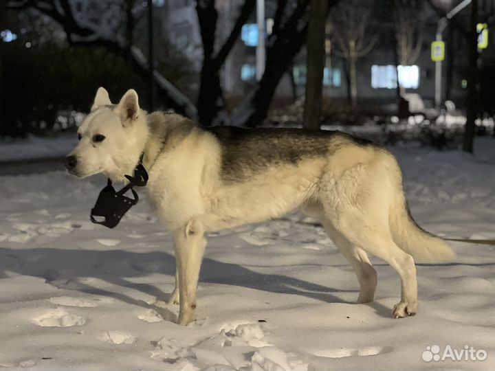 Собака «Святорусский Вой»