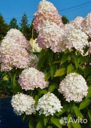 Гортензия мэджикал свит саммер