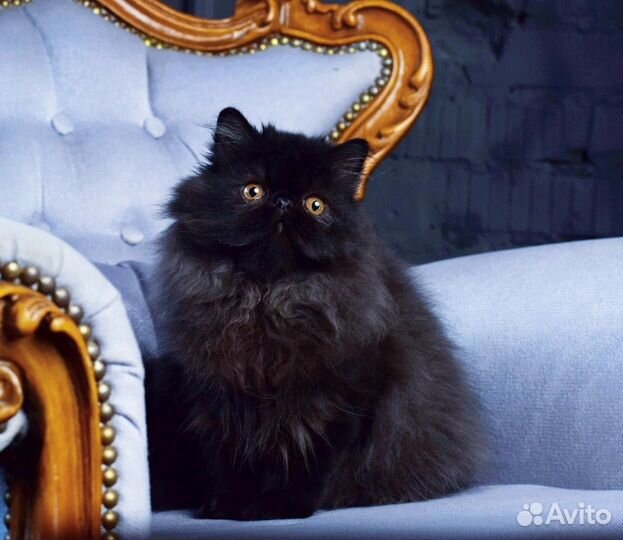 Черная Мамба