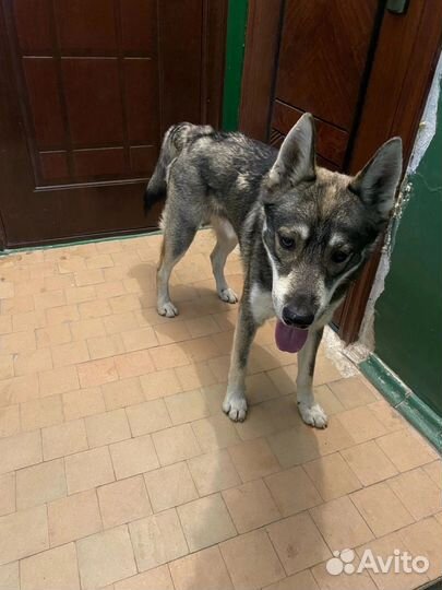 Западно сибирская лайка