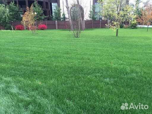 Рулонный газон мятлик