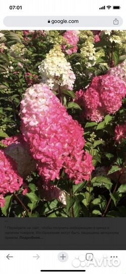 Гортензия