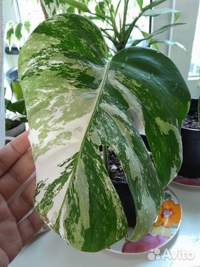 Монстера альба