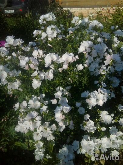 Цветы многолетние