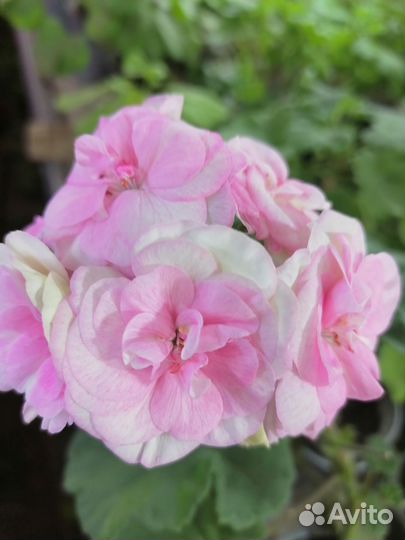 Пеларгония Od Madpearl Rose